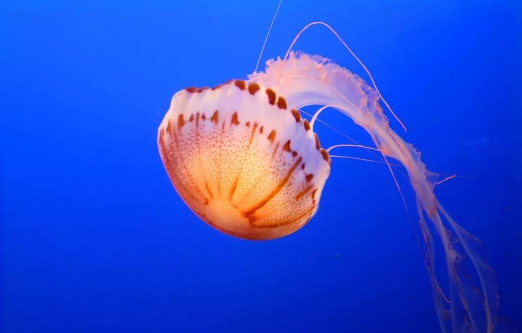 最新管水母研究，探索神秘海洋生物的新领域